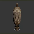 Detailed Brown Hare With Large Ears Standing On Dark Background