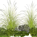 White Ornamental Grass With Lush Green Foliage And Moss Covered Stones