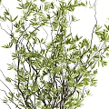 Elegant Bonsai Potted Plant With Lush Green Leaves And Slender Brown Branches In Gray Pot