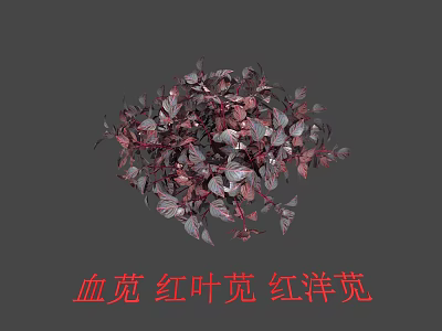 Blood Amaranth Red Leaf Amaranth Plant with Vibrant Purple Red Leaves and Dense Foliage 3d model