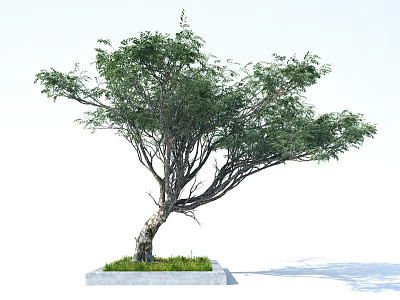 Arbor With Twisted Trunk Green Leaves Spreading Branches And Square Concrete Base 3d model