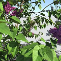 Various Types of Trees Featuring Pink White Flowers Green Leaves and Blue Sky
