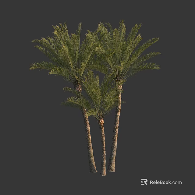 Three Tall Palm Trees With Lush Green Fronds And Slender Trunks 3d model 