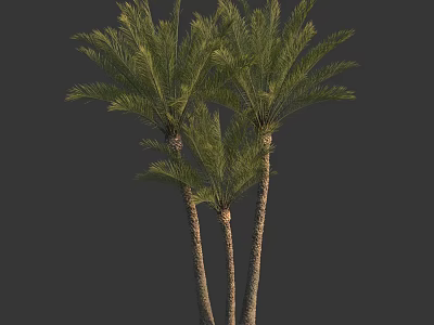 Three Tall Palm Trees With Lush Green Fronds And Slender Trunks 3d model