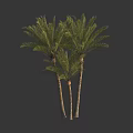 Three Tall Palm Trees With Lush Green Fronds And Slender Trunks