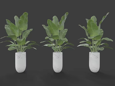 Three Potted Plants With Large Green Leaves In White Marble Pots 3d model
