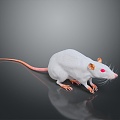 Cartoon Mouse Animated Mouse Mouse Mouse Mouse Mouse Grey Mouse Anime Mouse Cartoon Character 3d model