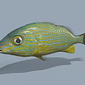 Vibrant Blue And Yellow Striped Aquatic Fish With Colorful Patterns