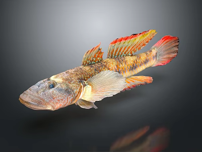 Vibrant Colored Fish With Red Yellow Fins And Spotted Body Swimming In Isolated Dark Background 3d model