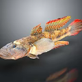 Vibrant Colored Fish With Red Yellow Fins And Spotted Body Swimming In Isolated Dark Background