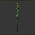 Elegant Green Plant with Slender Stem Leaves and Small Flowers on Gray Background