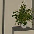 Bonsai Plant With Lush Green Foliage In White Ceramic Pot On Wooden Shelf