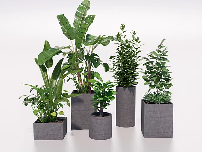 Various Green Potted Plants in Gray Concrete Square and Cylindrical Pots 3d model