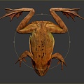 Frog Frog Frog Poison Frog Game Frog Reptile Cold Blooded Animal Reptile Reptile 3d model