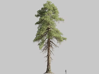 Tall Pine Tree with Lush Foliage Straight Trunk Visible Roots and Small Figure Size Comparison 3d model