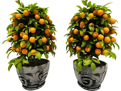 Two Potted Orange Trees With Lush Green Leaves And Ripe Orange Fruits 3d model
