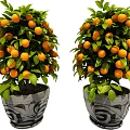 Two Potted Orange Trees With Lush Green Leaves And Ripe Orange Fruits