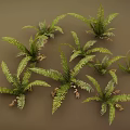 3D Rendered Green Fern Plants With Lush Fronds And Natural Leaf Details