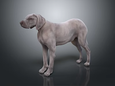 Gray Dog Standing On Smooth Surface With Reflection In Studio 3d model