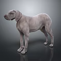 Gray Dog Standing On Smooth Surface With Reflection In Studio