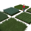 Ground Cover Plants Various Types Displayed In Garden With Person Selecting
