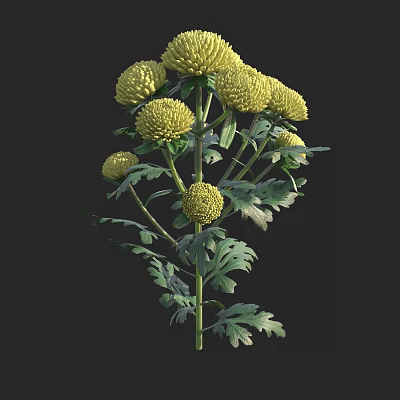 Yellow Chrysanthemum Flowers In Vase With Green Leaves And Stems 3d model