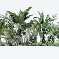 Lush Tropical Green Plants With Large Leaves And Diverse Foliage Arrangement