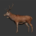 Two Brown Deer Adult And Fawn With Large Antlers On White Background