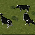 Black and White Cows Grazing on Green Grass Field with Bushes Around
