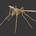 3D Rendered Flying Mosquito With Slender Legs Transparent Wings And Red Abdomen On Dark Background