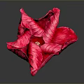 Vibrant Red Flower With Ruffled Petals On Dark Background And Shiny Reflection