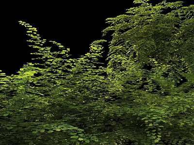 Lush Green Shrubs With Dense Vibrant Foliage In Natural Garden Setting 3d model