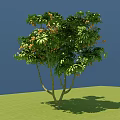 Lush Green Arbor With Dense Foliage Small Fruits Green Grassland And Blue Sky Background