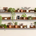 Multiple Wooden Shelves With Potted Plants Photo Frames Books And Decorative Items For Indoor Decor