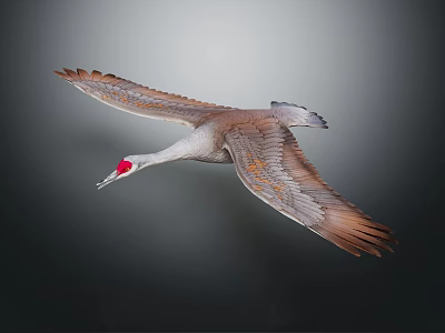 Flying Crane With Red Crown And Grey Brown Feathers In Gradient Grey To Dark Background 3d model