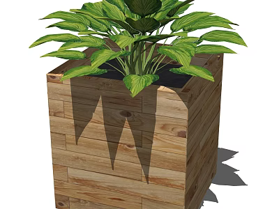 Bonsai Plant in Wooden Square Pot with Lush Green Leaves and Natural Texture 3d model