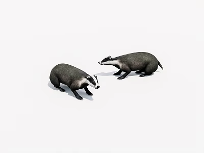 Two Small Reptiles Moving Slowly Across White Surface In Natural Habitat 3d model