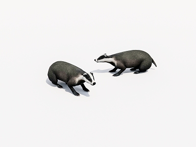 animal dog badger 3d model