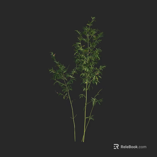 Bamboo Plant with Green Leaves and Slender Stems for Indoor Decoration 3d model 