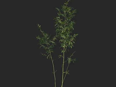 Bamboo Plant with Green Leaves and Slender Stems for Indoor Decoration 3d model