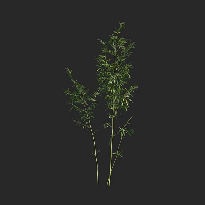 Bamboo Plant with Green Leaves and Slender Stems for Indoor Decoration 3d model
