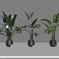 Three Potted Plants With Large Green Leaves In Black Minimalist Pots For Modern Indoor Decoration