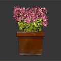 Vibrant Pink Geranium Plants With Green Leaves In Small And Large Rectangular Terracotta Pots 3d model