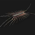 Reddish Brown Centipede With Segmented Body Long Antennae On Dark Background 3d model