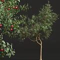 Tall Arbor Tree With Lush Green Foliage Thick Trunk And Red Fruits Beside Silhouette Figure