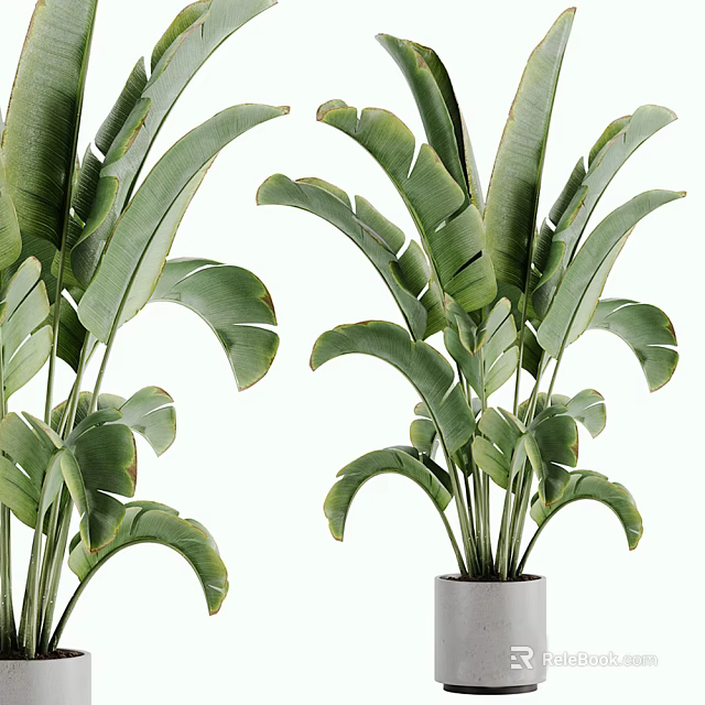 Potted Indoor Plants with Large Green Leaves in White Ceramic Pots 3d model 