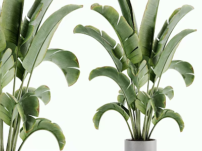 Potted Indoor Plants with Large Green Leaves in White Ceramic Pots 3d model