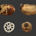 Fresh Organic Lotus Root Vegetables Sliced and Whole on Black Background