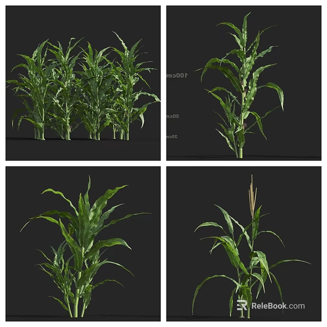 Healthy Green Corn Plants Displayed In Different Growth Stages And Angles 3d model 