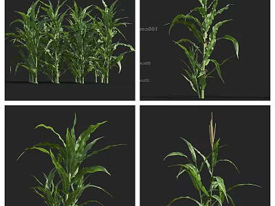 Healthy Green Corn Plants Displayed In Different Growth Stages And Angles 3d model